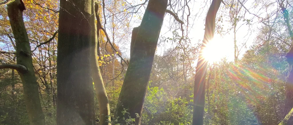 Fall In Love With Fall In The UK