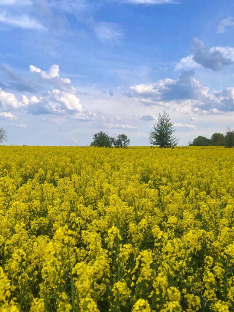 Yellow rapeseed field in the English countryside